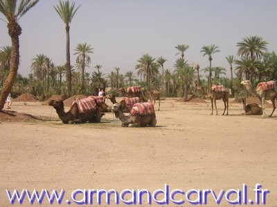 Les chameaux dans la Palmeraie de Marrakech