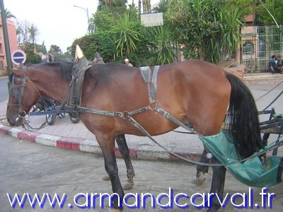 Le cheval  Marrakech