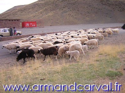 Les moutons